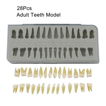 Adultos Dentes Dental Modelo 1:1 Odontologia Dentes Permanentes, Modelo 28 Dentes De Odontologia De Ensino De Formação Prática Dental Produtos